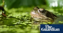 Britain embraces pond life as aquatic garden plant sales boom