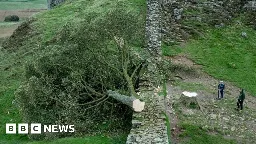 Sycamore Gap: Man in his 60s held after Hadrian's Wall tree cut down