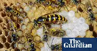 In defence of wasps: a misunderstood insect with human-like qualities