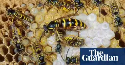 In defence of wasps: a misunderstood insect with human-like qualities