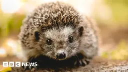 Lidl remove 'death trap' hedgehog huts from sale