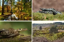 See the top 4 locations in England with the most snakes