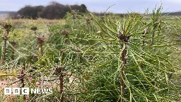 Climate change experts have 'serious concerns' at tree planting cut