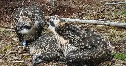 Twelve Osprey chicks die in worst year for Kielder bird colony