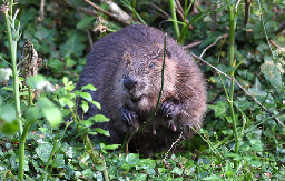 Beavers in Wales, what do YOU think? | Wildlife Trusts Wales