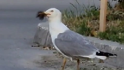 Gruesome moment seagull eats squirrel whole in just over a minute