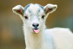 Gary the goat wreaks havoc at farm and lets two horses escape