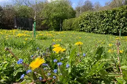 Gardeners back less frequent lawn mowing, poll finds, as ‘No Mow May’ begins