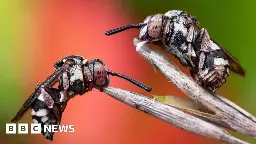 Insect photo competition won by image of resting cuckoo bees