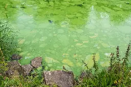 Northern Ireland as a Sacrifice Zone: The Lough Neagh Crisis