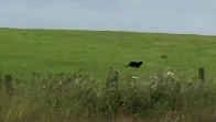 Hiker films ‘panther’ roaming field in Scotland