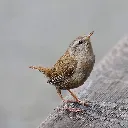 wren