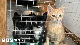 Kittens being found dead as Cats Protection struggles to cope with demand - BBC News
