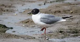 Bonaparte's Gull returns to Kent for twelfth year