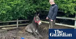 Shropshire firefighters rescue ‘one donkey, stuck in storm drain’