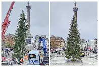 Trafalgar Square’s Christmas tree mocked after arriving from Norway: ‘Where’s the other half of it?’