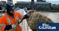 Millennium Bridge workers hang straw bales after ancient bylaw triggered | London | The Guardian