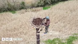 Devon farm builds three osprey nests in breeding bid