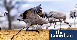 Cranes, UK’s tallest bird, bred in higher numbers last summer than for centuries