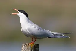 Birds of a feather - restoring habitats for seabirds