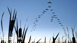 Why is the Humber Estuary a 'motorway service station' for birds?