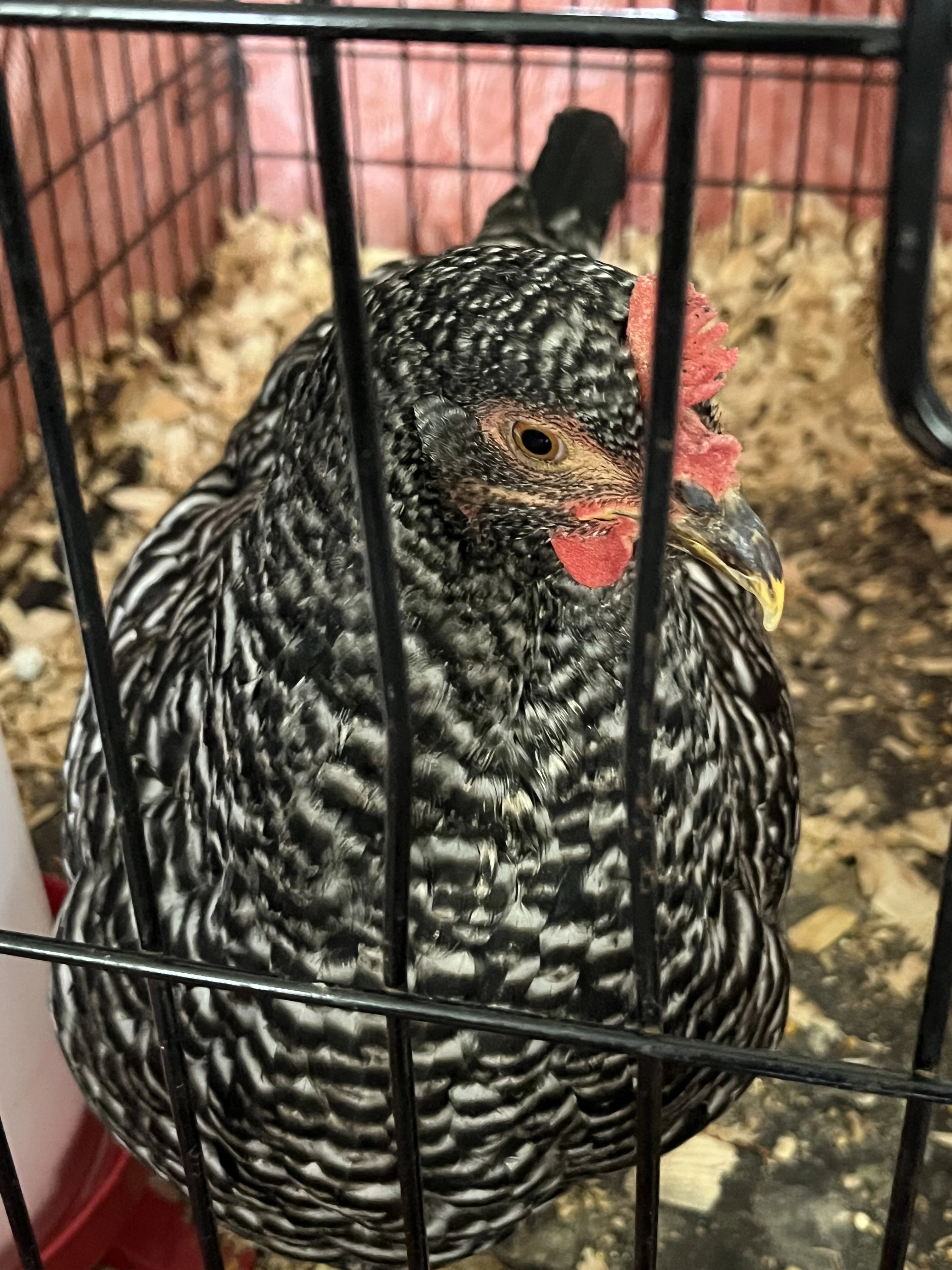 A Plymouth Rock-bred chicken hen named Wobbles