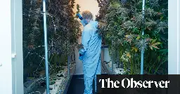 Wonder drug: is the UK ready for the green rush of medicinal cannabis?