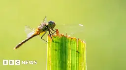 Wicken Fen dragonflies thriving at newest nature 'hotspot'