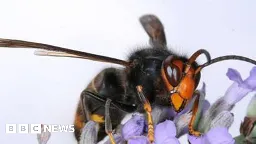Asian hornets: Kent on front-line after record number of reports