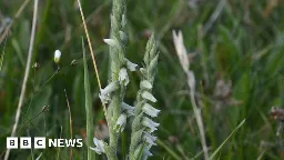 Northern Ireland first as orchid species autumn's lady's-tresses found
