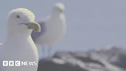 What is happening to Wales' seagull numbers?