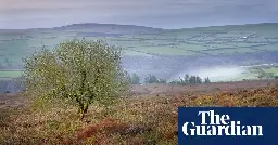 Lost area of Welsh rainforest to be returned to ancient glory