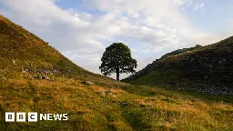 Sycamore Gap tree at Hadrian's Wall 'felled overnight'