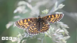 Record numbers of rare butterfly seen at reserve in Essex