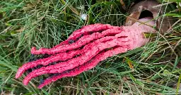 Rare 'alien-like' fungus spotted in the UK- with a name perfect for Halloween